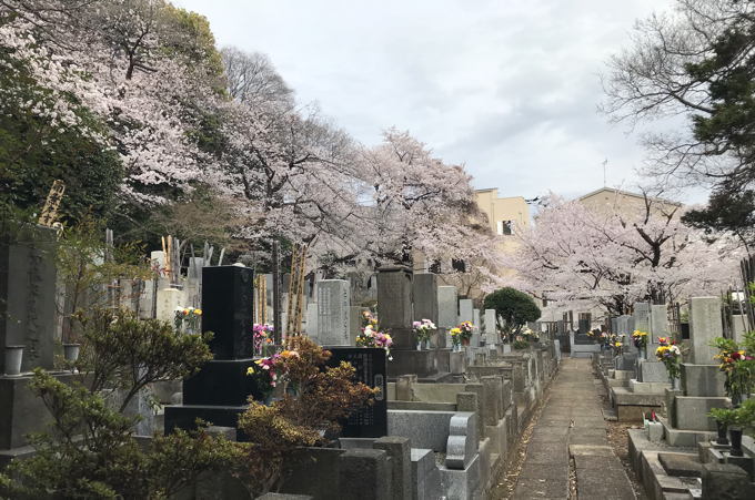 今年の桜&#127800;総集編　気が早い？_d0027243_08512700.jpg