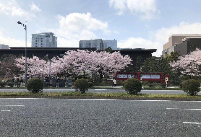 今年の桜&#127800;総集編　気が早い？_d0027243_08532406.jpg