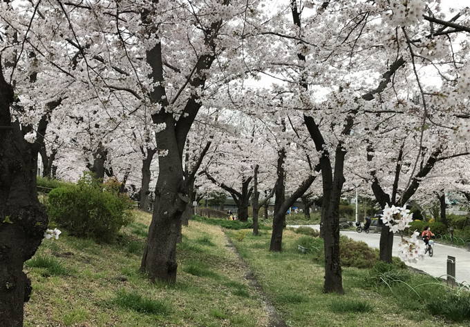 今年の桜&#127800;総集編　気が早い？_d0027243_09024119.jpg