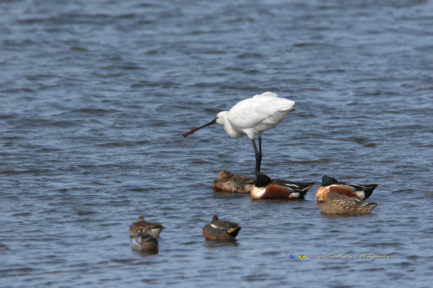 ヘラサギ（Eurasian Spoonbill）_d0013455_14194869.jpg