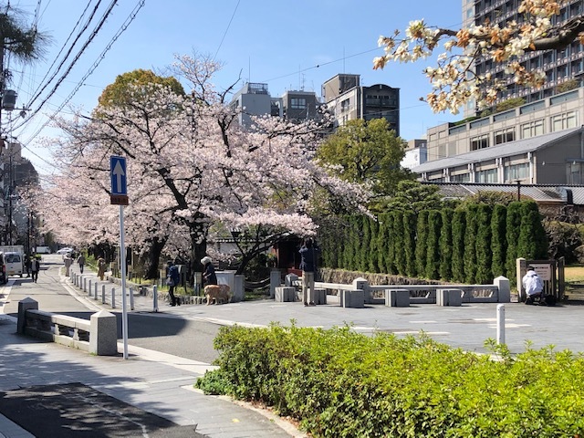 桜満開で4月になった！_a0057559_19204544.jpg