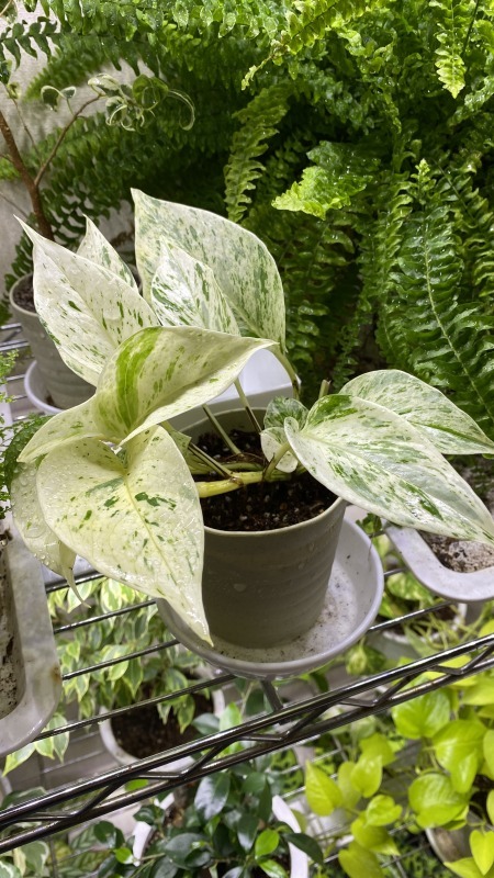日本限定モデル ポトスマーブル 植物 観葉植物