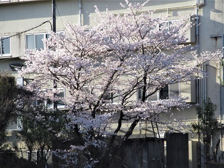 ご近所の「点景」になる桜_e0175370_10533282.jpg