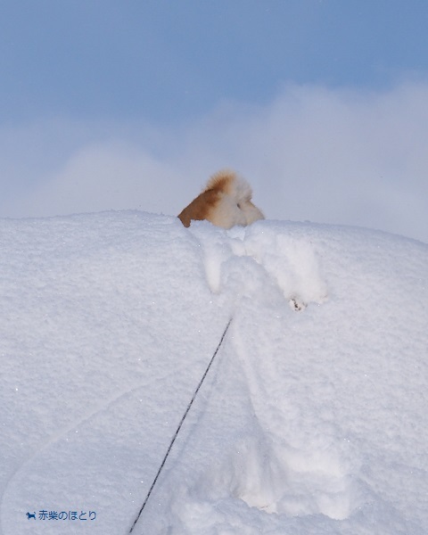 ４月１日の雪_f0150377_12233078.jpg