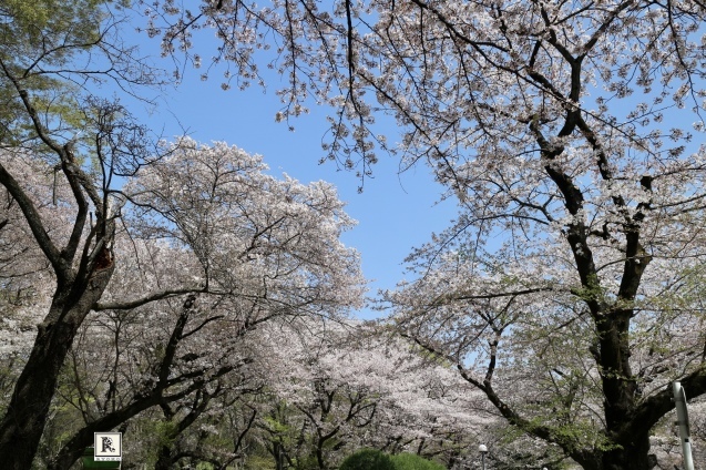 桜の時期に、そしてお二人がとても願われていたら見事に青空のもと 行われたウエディングのとき✨_c0128489_18254455.jpg