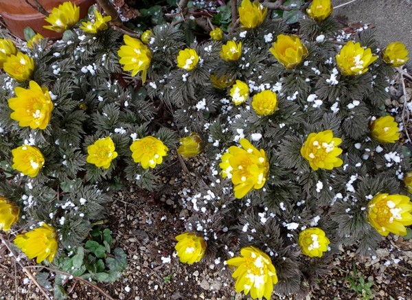 白花ショウジョウバカマ、福寿草と霰、雪割草など_a0136293_14082814.jpg