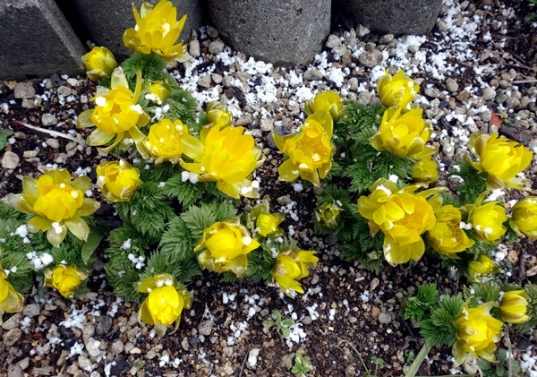 白花ショウジョウバカマ、福寿草と霰、雪割草など_a0136293_14092239.jpg