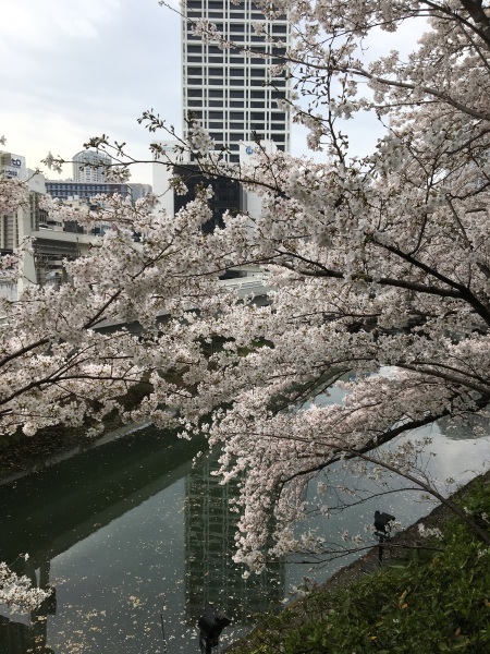 東京のお花見　紀尾井町　弁慶堀_b0417696_22101171.jpeg