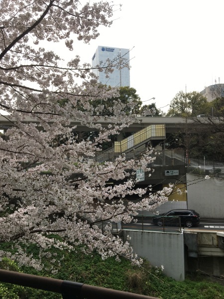 東京のお花見　紀尾井町　弁慶堀_b0417696_22104197.jpeg