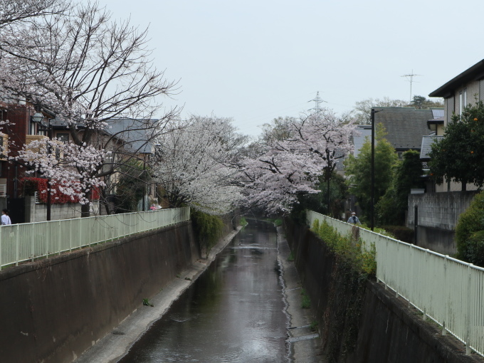 杉並の桜を２度見ることに･･･････_b0331802_22071942.jpg