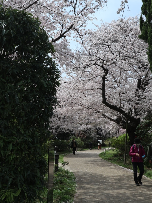 杉並の桜を２度見ることに･･･････_b0331802_22073048.jpg