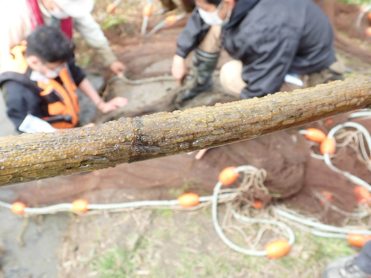 【ご報告】城北定例保全活動1_a0263106_20010602.jpg