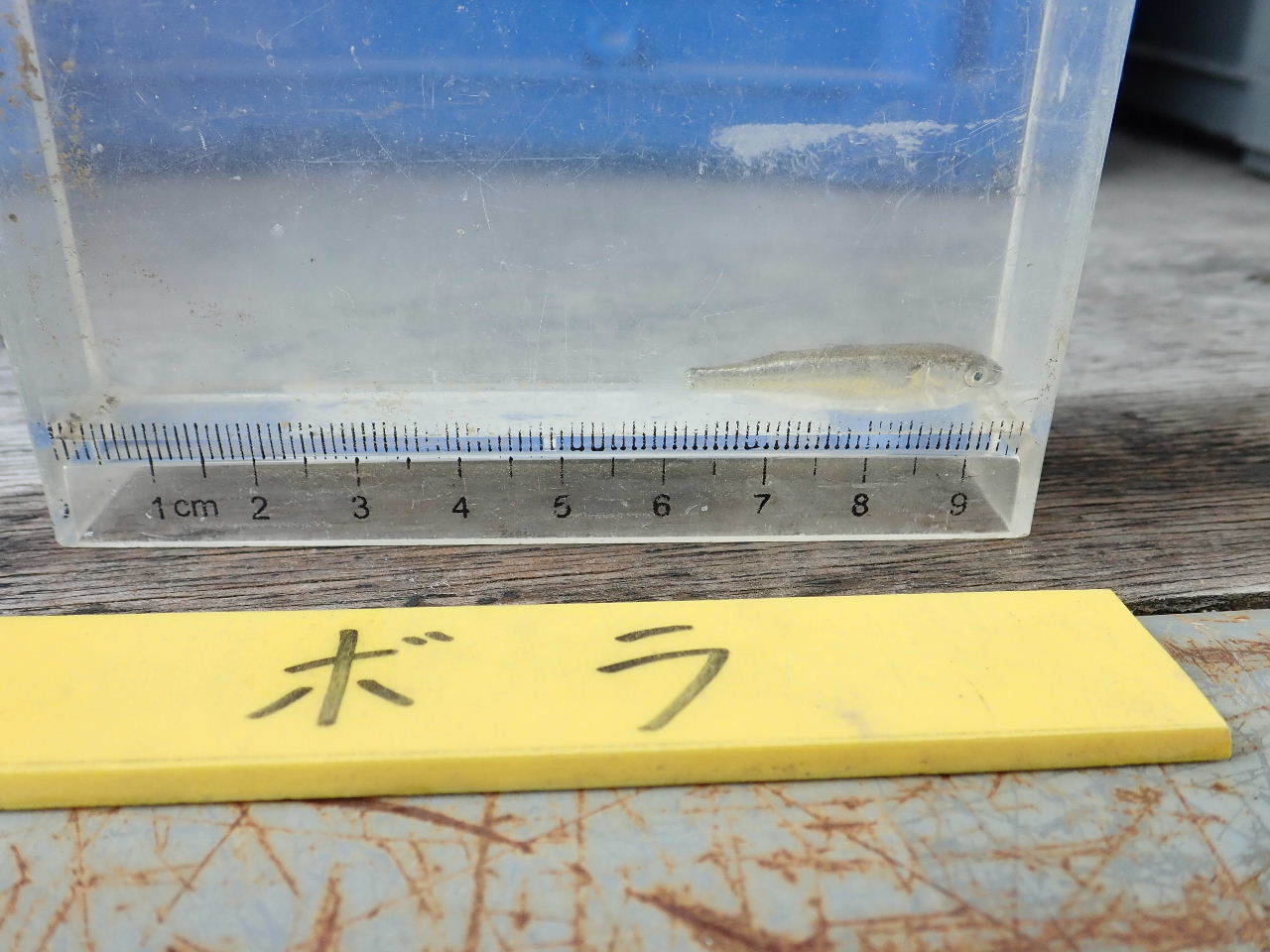 【ご報告】城北定例保全活動1_a0263106_20015105.jpg