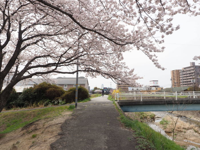 石内川沿いの散歩_c0116915_23454334.jpg