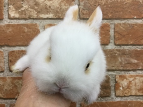 220402 うさぎ・ウズラ_f0189122_18383900.jpeg