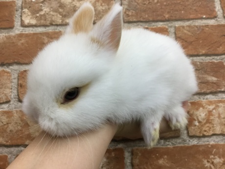 220402 うさぎ・ウズラ_f0189122_18385046.jpeg