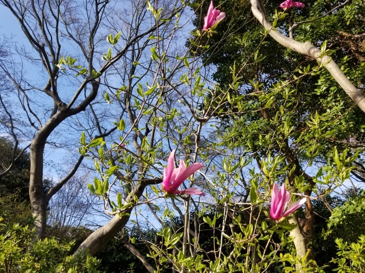 会津のあわまんじゅう_e0016828_12055371.jpg