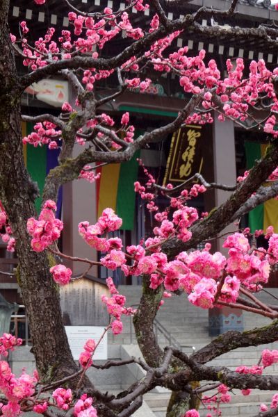 春の京都散策_d0145934_13282255.jpg
