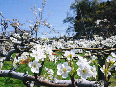 減農薬でバラ栽培【開花前のバラ仕事】2025年4月下旬 - YouTube