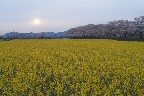 桜と菜の花と二上山 藤原京跡 明日香村 桜井市 峰さんの山あるき 桜と菜の花と二上山 藤原京跡 明日香村 桜井市 峰さんの山あるき