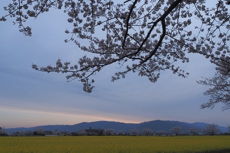 桜と菜の花と二上山 藤原京跡 明日香村 桜井市 峰さんの山あるき 桜と菜の花と二上山 藤原京跡 明日香村 桜井市 峰さんの山あるき