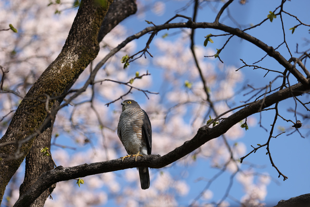 桜背景のツミ_a0052080_20305037.jpg