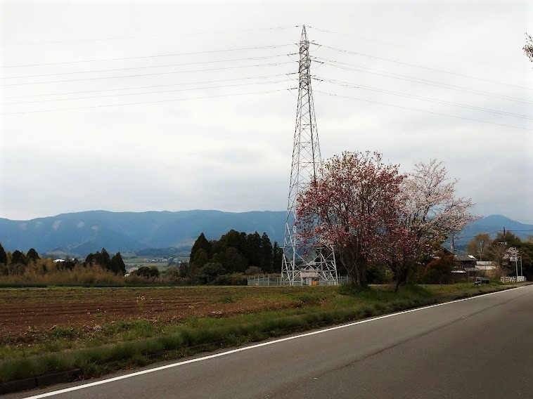 木蓮_f0197985_23563369.jpg