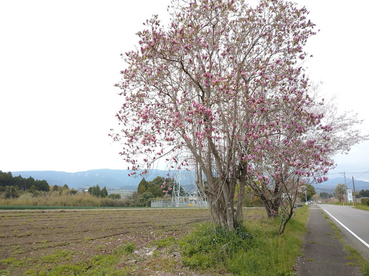 木蓮_f0197985_23564081.jpg