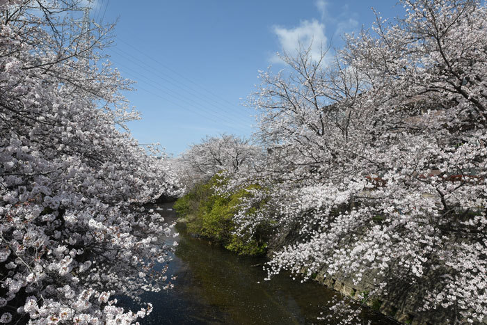 お花見&#127800;＜染井吉野＞_e0248688_18030640.jpg