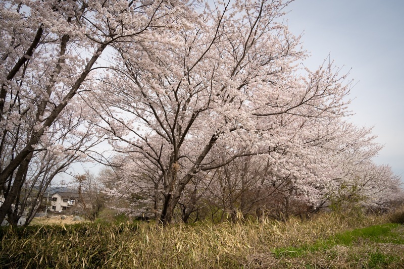 満開の桜の中で眠るイタリアの庭師_d0353489_20204181.jpg