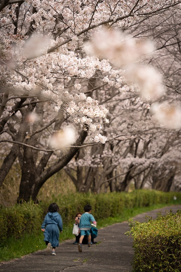 満開の桜の中で眠るイタリアの庭師_d0353489_20222858.jpg