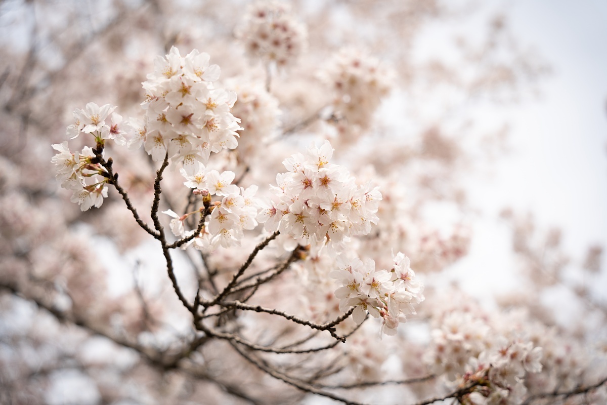 満開の桜の中で眠るイタリアの庭師_d0353489_20234782.jpg