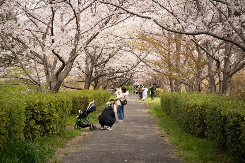 満開の桜の中で眠るイタリアの庭師_d0353489_20251529.jpg