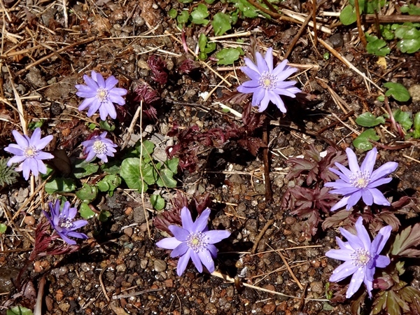 増えているキクザキイチゲと、開花したセッコク(日光杉並木産)_a0136293_15210710.jpg