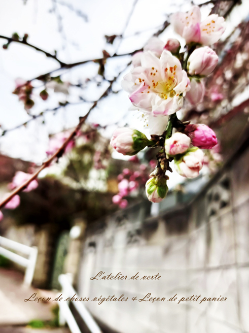 桜の散歩道。_b0365901_12045421.jpg