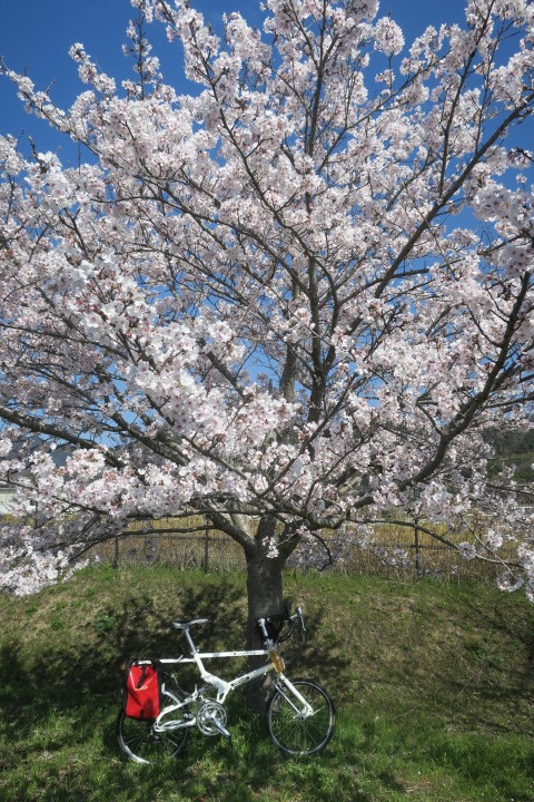 FARM友の会　桜サイクリング　２０２２_c0132901_17441987.jpg