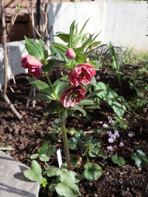 たまには書こう自分の庭･････スイセンの季節_b0331802_23544948.jpg