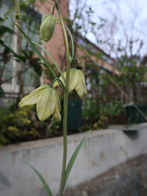 たまには書こう自分の庭･････スイセンの季節_b0331802_23564725.jpg