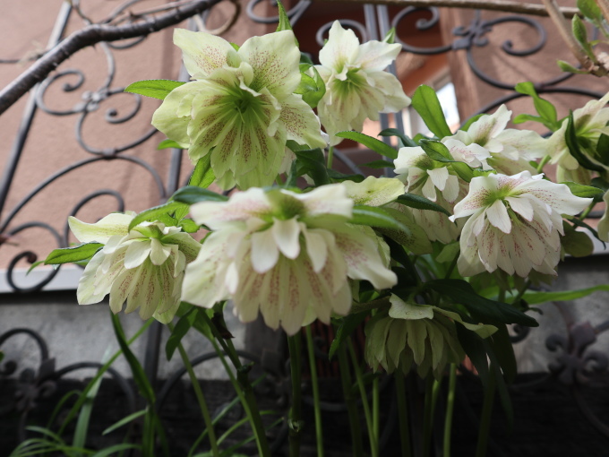 たまには書こう自分の庭･････スイセンの季節_b0331802_23581781.jpg