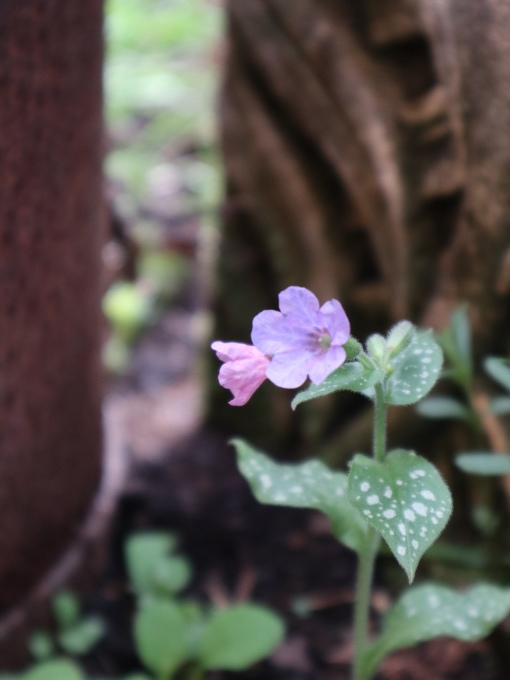 たまには書こう自分の庭･････スイセンの季節_b0331802_23582847.jpg