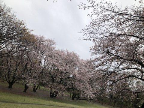 砧公園の艶やかな桜の木の下で_a0157409_21521155.jpeg