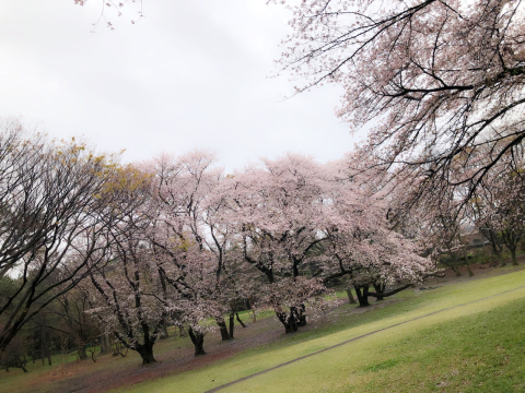 砧公園の艶やかな桜の木の下で_a0157409_22003460.jpeg