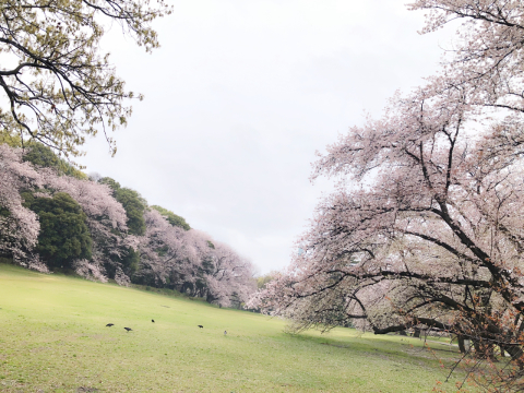 砧公園の艶やかな桜の木の下で_a0157409_22005265.jpeg