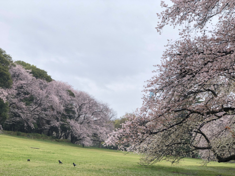 砧公園の艶やかな桜の木の下で_a0157409_22010029.jpeg