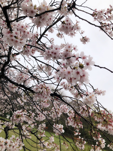 砧公園の艶やかな桜の木の下で_a0157409_22011058.jpeg