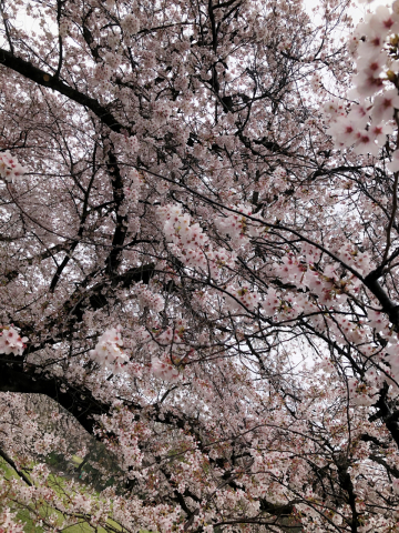 砧公園の艶やかな桜の木の下で_a0157409_22012707.jpeg