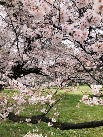 砧公園の艶やかな桜の木の下で_a0157409_22013467.jpeg