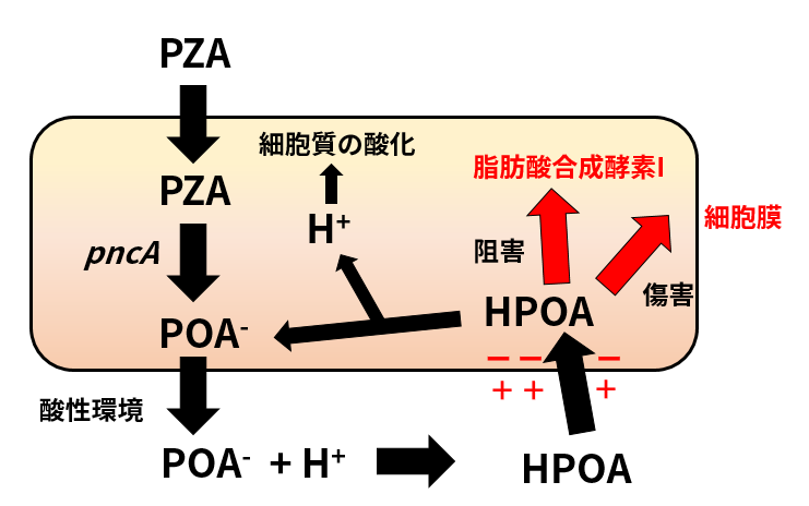 ピラジナミドの作用機序_e0156318_22220072.png