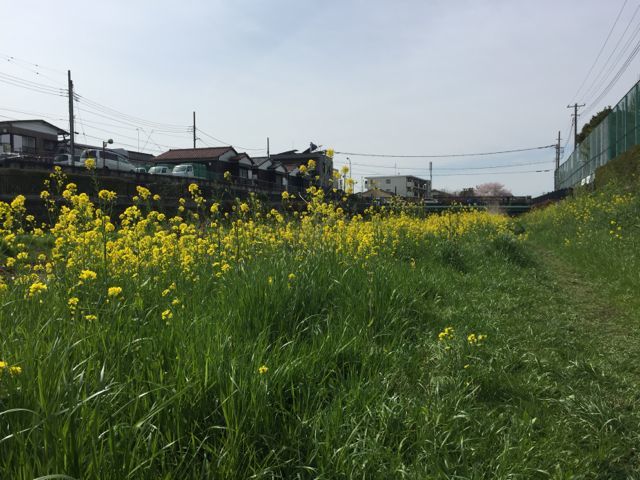 つくしんぼう。_f0113224_19593289.jpg