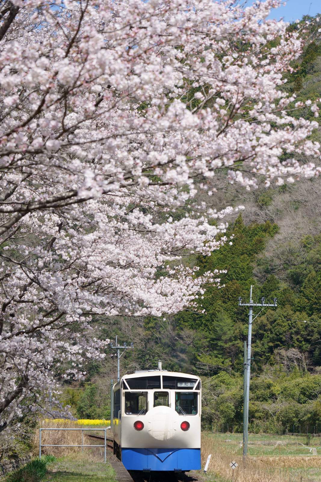 予土線沿線の桜（9）4817D普通列車と西ケ方駅の桜 : 南風・しまんと